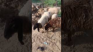 #sheepmarket black and white sheep babies #animals desert sheeps