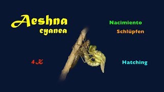 Aeshna cyanea, Blaugrüne Mosaikjungfer, Blue hawker, Geburt, hatching, nacimiento, 4K trilingual