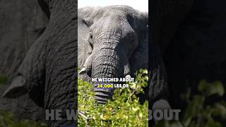 Elephant | The Largest Land Animal In The World