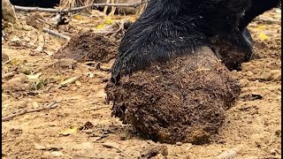 修驴蹄：农村大哥捡到残疾毛驴！栽蹄儿严重呈方蹄，肉垫干硬角质朽烂，能好吗？