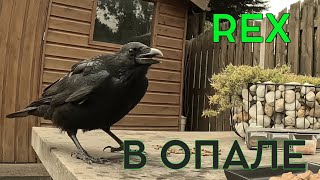 ВОРОНА ОТЕЦ НЕ ДОВОЛЕН ПРИСУТСТВИЕМ СЫНА🤨 #crow #ворона #наблюдение