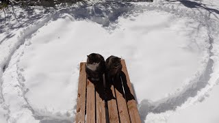 ハートの小路で感動の再会をするねこ。-Maru&Hana have an emotional reunion at the heart shaped path.-