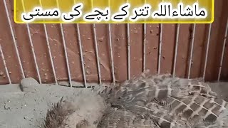 ماشاءاللہ تتر کے بچے کی مستی #teetar #teeter #pakistan #indian #india