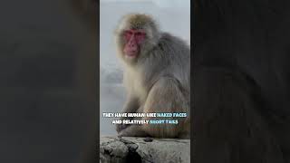 Japanese Snow Monkey | The Famous Bathing Monkeys of Japan #shorts