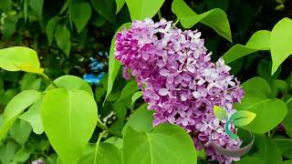 🍀🌸🌿 Planting a Lilac Bush From Seed Made Easy