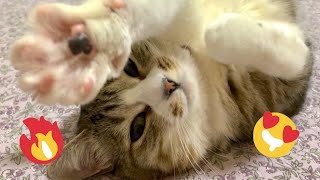 😂 Funniest Cats and Dogs Videos 😺🐶 || 🥰😹 Hilarious Animal Compilation №464