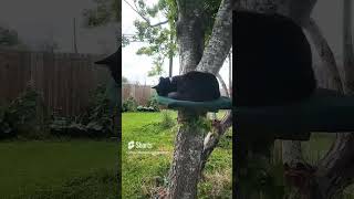 cat stuck in a tree