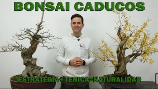 CADUCOS EN BONSAI. ESTRATEGIA+TECNICA=NATURALIDAD