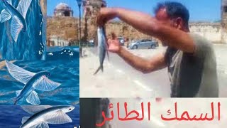 Information about the fish a two winged oceanic bird Exocoetus obtusirostris سمك الطائر