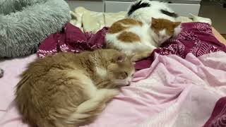 Котики Life of cats. 19 октября. Позднее видео, потому что горе: убили кошечку …