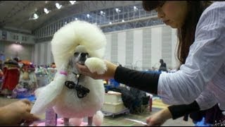 FCI Chiba International Dog Show (2013)