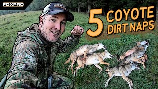 5 Coyote Dirt Naps in 2 Stands