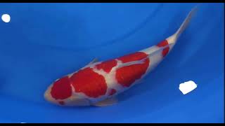 Big koi Dainichi kohaku Auction handled by Heeschkoi nisai