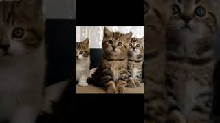 Cuteness Alert: These Kittens are SO CUTE Which is your favorite