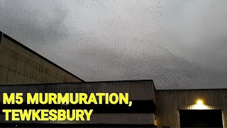 M5 murmuration, near Tewkesbury