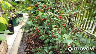 Crimson Passion Bush Cherries