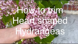 Hydrangeas-Heart Shaped/How to trim.