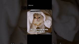 Cute cat new short 🤤#cutecat, #catlife, #catoftheday, #meow, #catsofinstagram, #catlover, #catlover