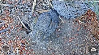 01 22 23 Blackwater Great Horned Owl