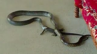 Snake eats is guana