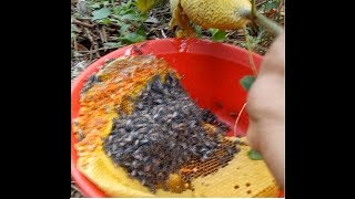 Wonderful girl and honeycomb .The girl saw the big honey 2018