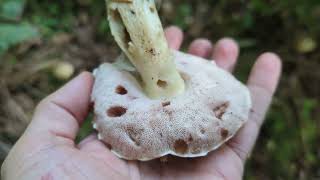 Bitter Bolete - Foraging Mushrooms UK (Typolius Felleus)