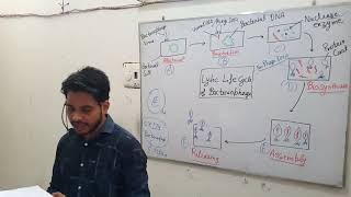 Lytic life cycle of Bacteriophage