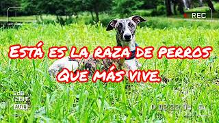 Está es la raza de perros que más vive.