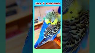 Cute 🥰 budgie sleeping posture! #birds #viral #parakeet #parrot #shorts