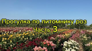 Питомник роз/ первое цветение / Июнь 2024☺️🌹часть 2