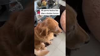 Mi perro todos los días y a cada hora 🥴