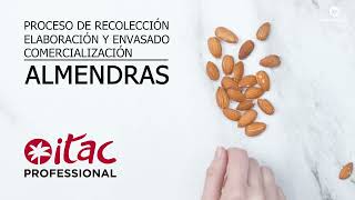 Cultivo, procesado y comercialización de la almendra | Itac Professional