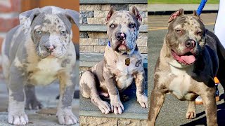 Evolução e desenvolvimento American Bully marcação merle | Muito lindo