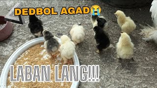 MORTALITY AGAD SA MGA ALAGA NATING SISIW SA ROOFTOP/ ROOFTOP CHICKEN BREEDING