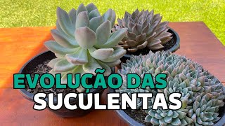 EVOLUÇÃO DAS SUCULENTAS| Greenhouse Suculentas