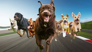 Insane dog race!!!