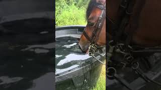 Rolo is the funniest pony you will ever see! 🤣 #blowup #horse #funny #fyp #viral #shorts #like