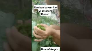 Ramban Bayam Liar di belakang Rumah #ramban #videoshort #sayuran #sayur #fyp