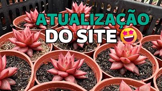 ATUALIZAÇÃO DO CATÁLOGO DE SUCULENTAS 17/01/24 | Greenhouse Suculentas