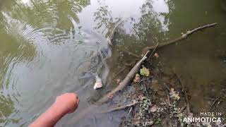 Fall River Fishing. Walhonding River Trash Fish