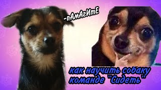 КАК НАУЧИТЬ СОБАКУ КОМАНДЕ СИДЕТЬ🐶// Alexandra SAF