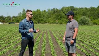 Plantacje buraka cukrowego na Dolnym Śląsku | zabiegi herbicydowe | mszyce