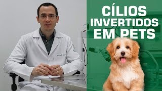 Cílios invertidos em pets. O que podem causar?