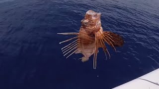 Caught two Lionfish on hook and line!!