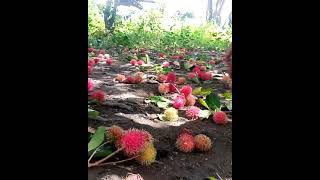 RAMBUTAN ABUNDANT HARVEST  #rambutan #harvest #abundant #asmr