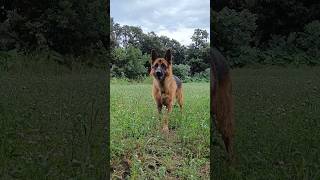 German shepherd stock coat male dog #viral #trending #music #youtubeshorts #shorts #short