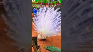 Watch a Peacock Open its Majestic Wings! #peacock #peacockdance #peacockmatingdance #peacockdisplay