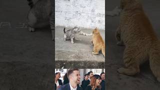 Viral Funny Cats Competition 😂🙀