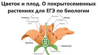 Цветок и плод. О покрытосеменных растениях для ЕГЭ по биологии