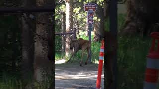 Moose Calf Playing in the Rocky Mountain National Park in Colorado